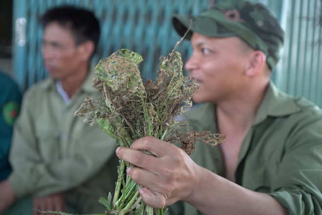 Hà Nội: Sinh vật bé bằng đầu tăm gây đại họa cho người dân ở Mê Linh - 5 Hà Nội: Sinh vật bé bằng đầu tăm gây đại họa cho người dân ở Mê Linh - 5