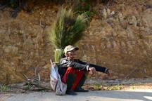 Quảng Ngãi: Mưu sinh nhờ hái "lộc rừng" sau Tết