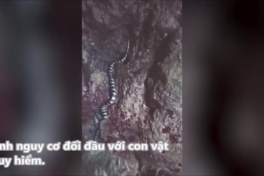 Hai cô gái bơi cạnh rắn biển cực độc mà không hay biết