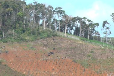 Tàng trữ lựu đạn, súng, dao kiếm để bảo kê phá rừng