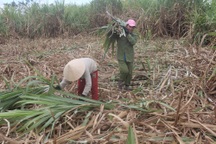 Dân lao đao vì “thảm cảnh” mía cháy và rớt giá
