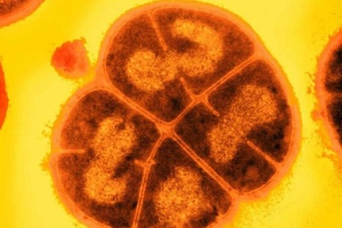 Mối đe dọa vô hình, hàng chục nhà khoa học cảnh báo về "dạng sống gương"