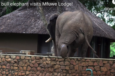 Voi trèo tường cao gần 2m để đi ăn trộm xoài