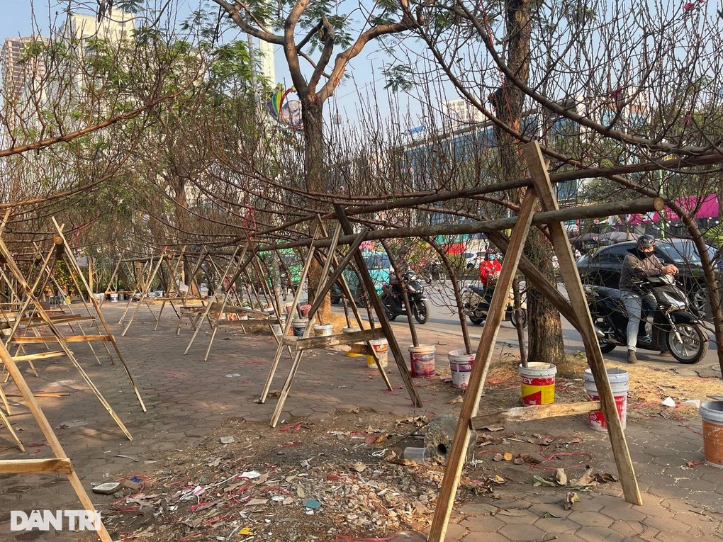 Giá đào Tết tăng, khách ngó lơ, người bán ngồi trên lửa - 1 Giá đào Tết tăng, khách ngó lơ, người bán ngồi trên lửa - 1
