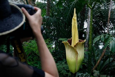 Nô nức xếp hàng ngửi hoa xác chết 80 năm mới nở một lần