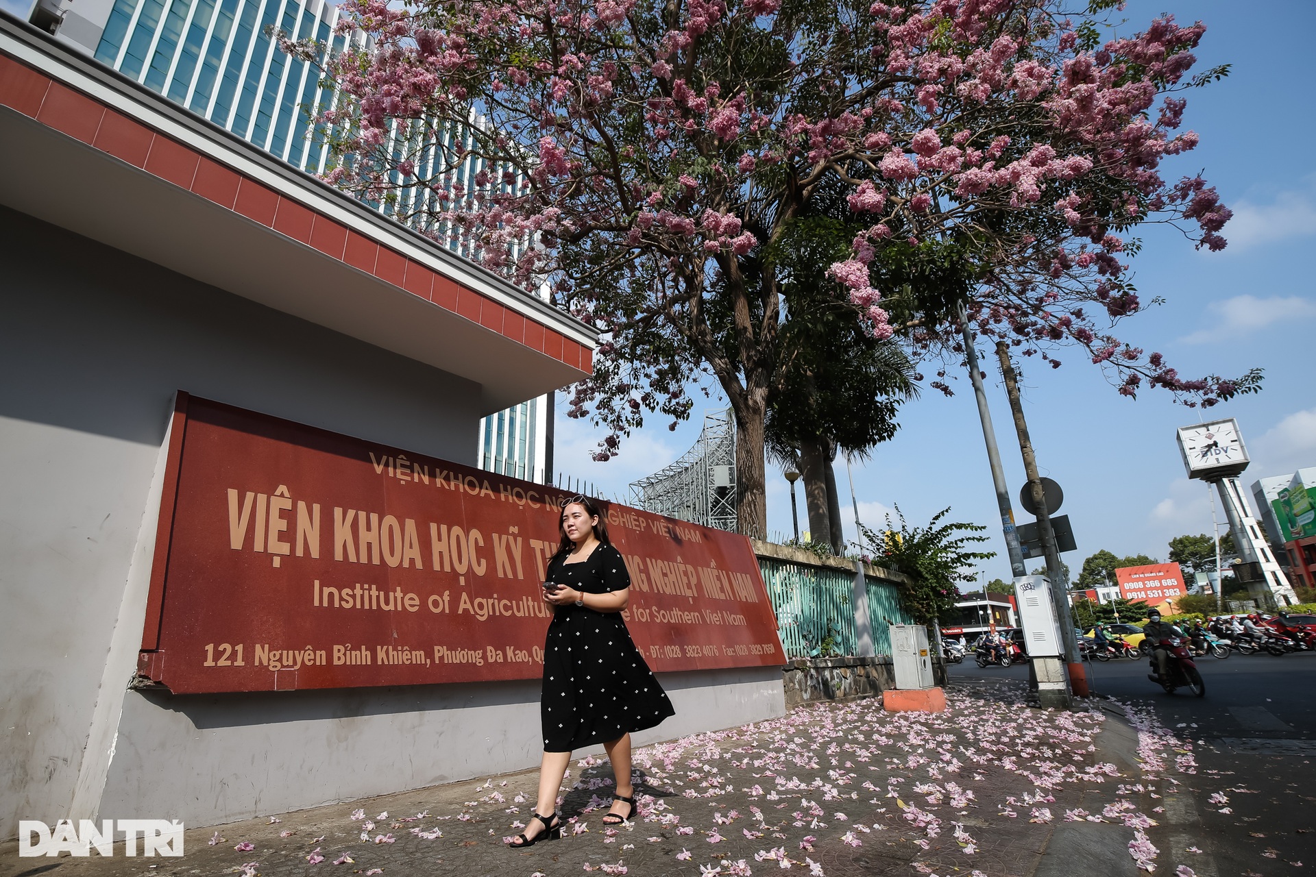 TPHCM lãng mạn dưới sắc hồng của loài hoa được ví như hoa anh đào - 3