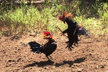 Cho phép tổ chức đá gà truyền thống trong dịp lễ, Tết nhằm thu hút khách du lịch