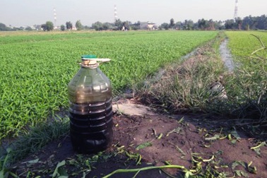 Tưới dầu nhớt cho rau muống để… tăng năng suất!