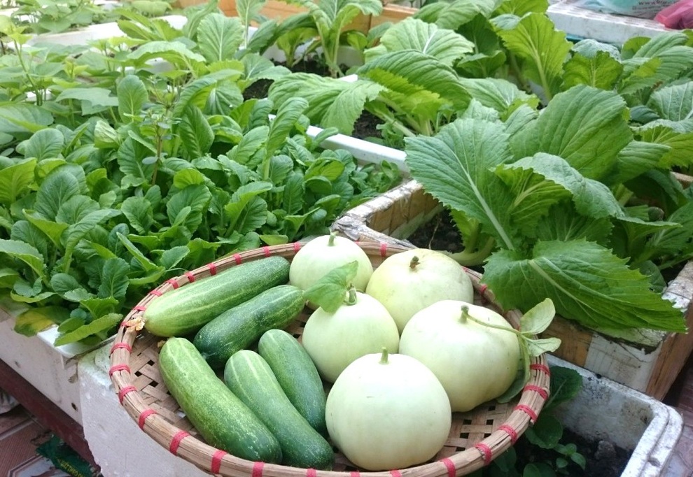 Chăm ba khu vườn sân thượng, 9X Hải Phòng có rau trái sạch dùng quanh năm - 7 Chăm ba khu vườn sân thượng, 9X Hải Phòng có rau trái sạch dùng quanh năm - 7