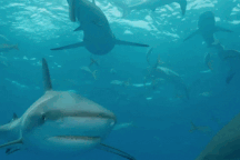 Vùng biển tử thần nơi hàng chục con cá mập tụ tập săn mồi