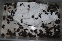 Có nên hoang mang vì bọ xít hút máu xuất hiện ở nhiều nơi?