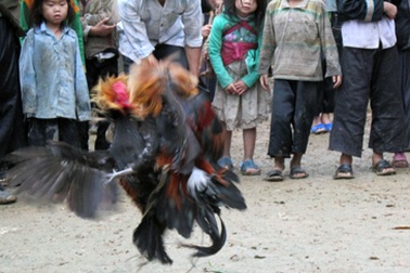 Ngày xuân xem người Mông đá gà 