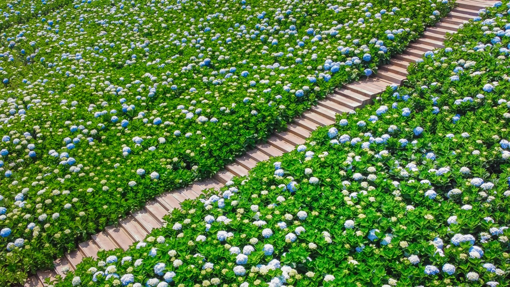 Ngắm vườn hoa được giới trẻ săn lùng tại Đà Lạt - 1