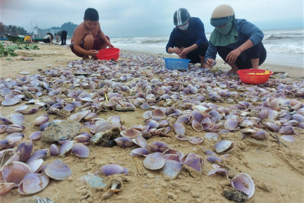 Hàng tấn sò tím dạt bờ biển, người dân đổ xô đi nhặt kiếm tiền triệu - 2 Hàng tấn sò tím dạt bờ biển, người dân đổ xô đi nhặt kiếm tiền triệu - 2