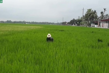 Người dân hoang mang vì hiện tượng “lúa ma”