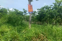 29 dự án, 1.800 ha đất