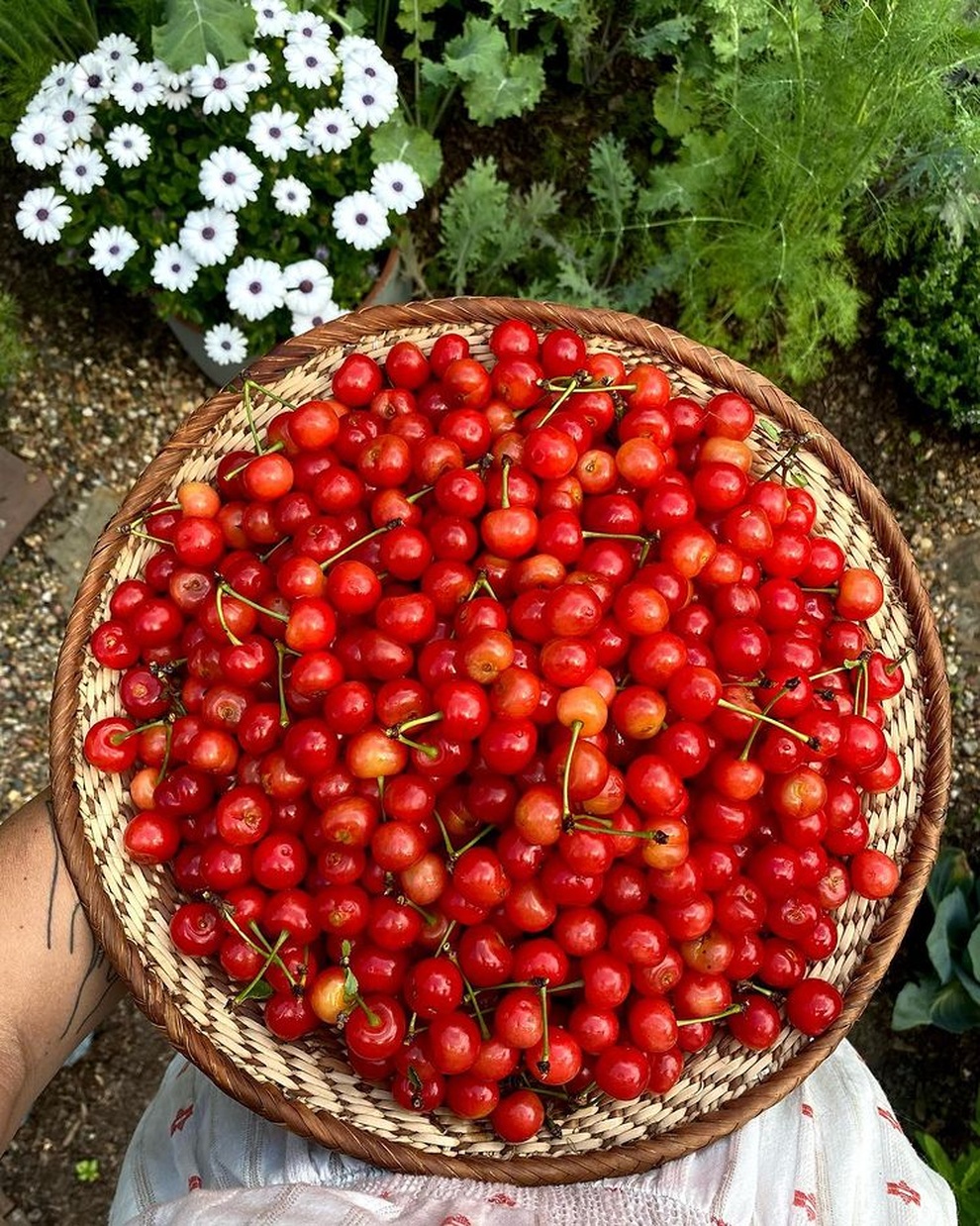 Vườn rau sạch đủ loại hái không xuể, mẹ đảm chia cho cả hàng xóm - 6