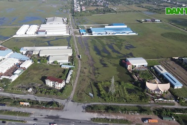 Cận cảnh khu công nghiệp Mỹ Trung ở Nam Định bỏ hoang, chăn thả trâu bò