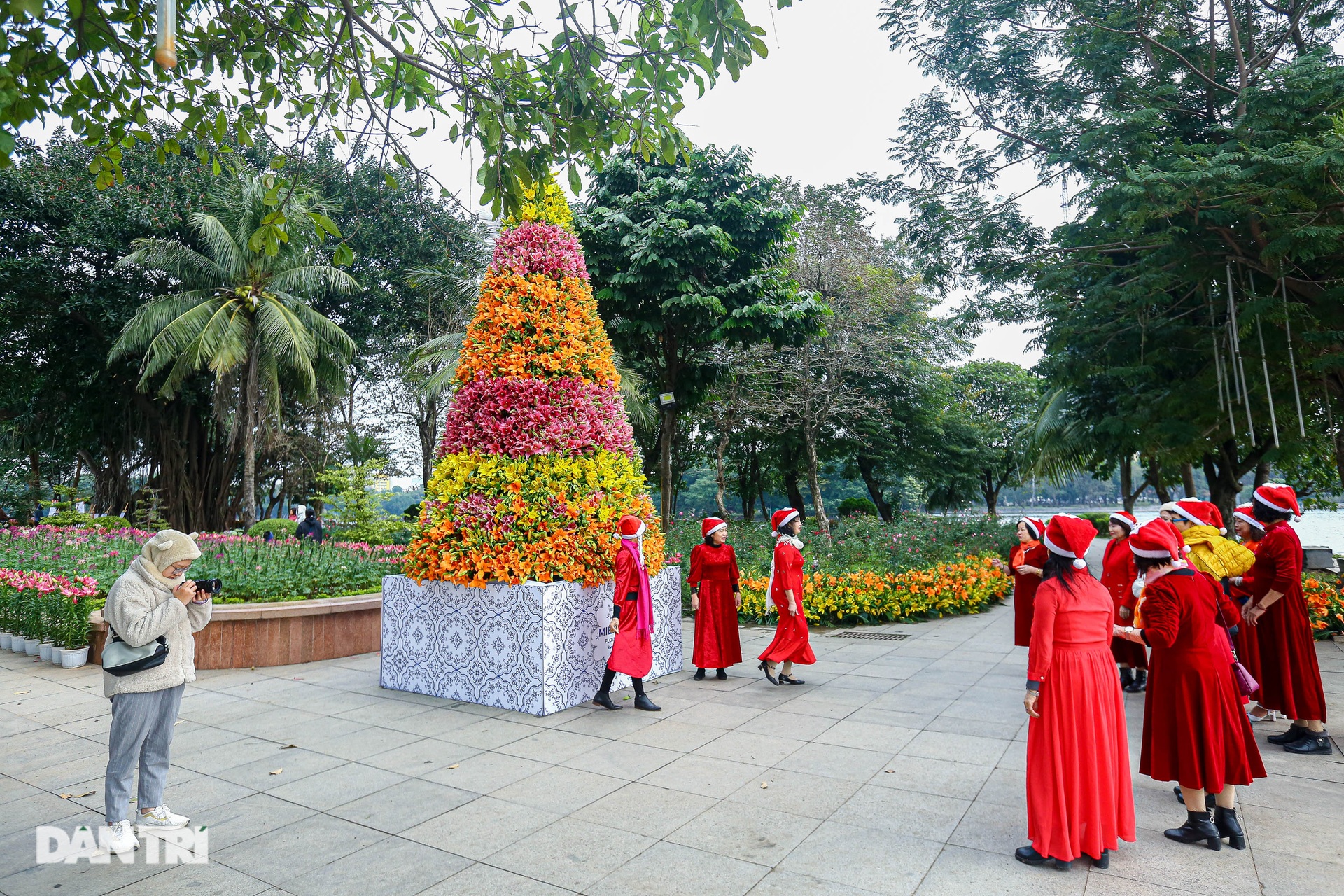 Hà Nội: Độc đáo cây thông Noel được kết từ 2.000 cành hoa ly tươi - 1 Hà Nội: Độc đáo cây thông Noel được kết từ 2.000 cành hoa ly tươi - 1