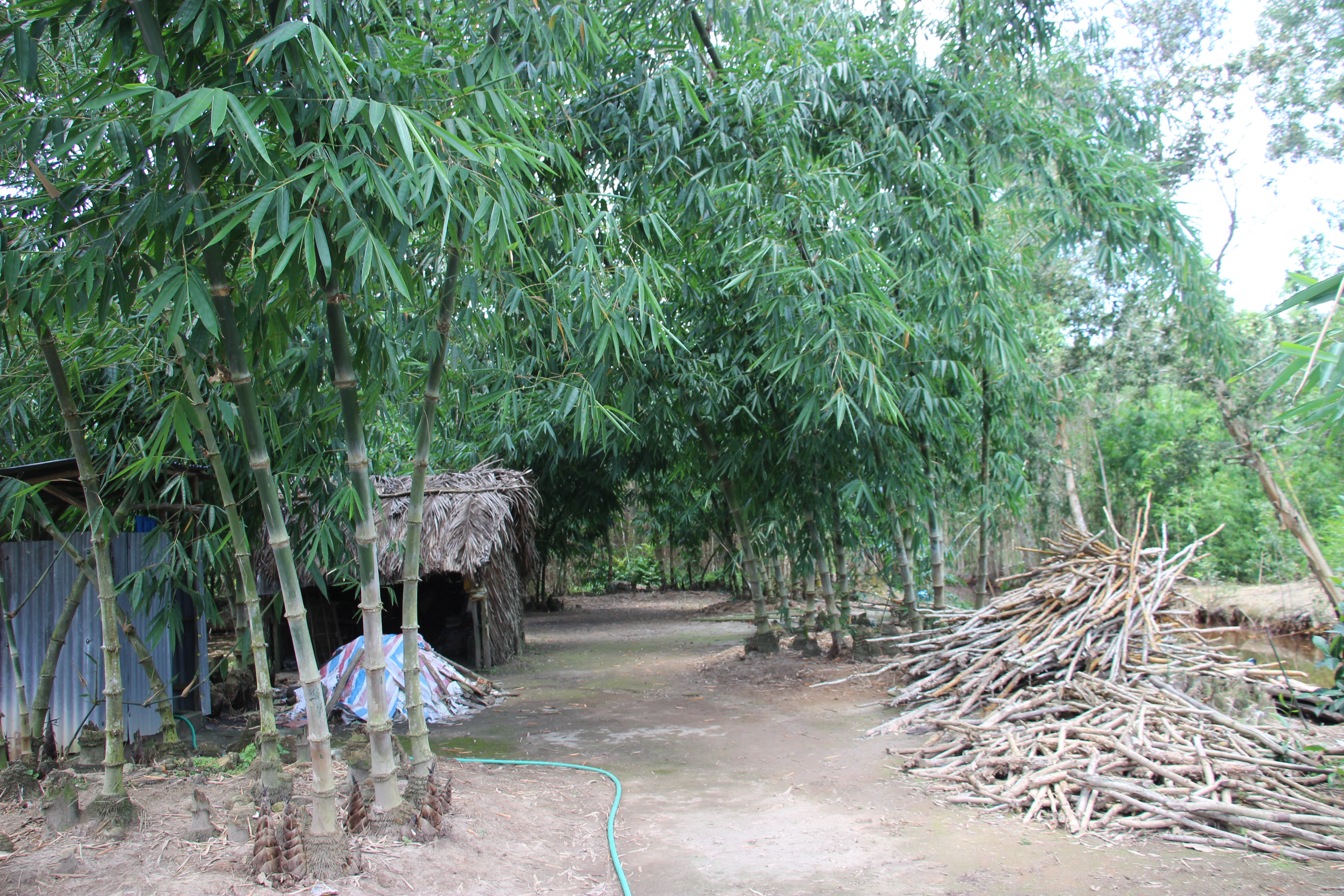 Vươn lên ổn định đời sống nhờ “bám” nghề trồng tre lấy măng - 1 Vươn lên ổn định đời sống nhờ “bám” nghề trồng tre lấy măng - 1