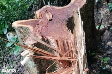 Công an vào cuộc điều tra vụ phá rừng phòng hộ ở Bình Định