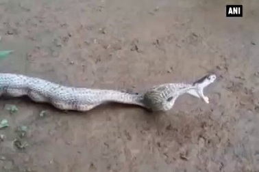 Rắn hổ mang chúa “trả giá” vì tham ăn