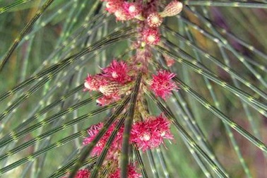 Nét đẹp riêng của hoa và lá cây phi lao