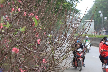 Đào xuống phố sớm, chủ buôn hi vọng "ăn đậm" vụ Tết