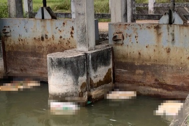 Nhiều xác lợn chết vứt ở kênh thủy lợi, bốc mùi thối nồng nặc