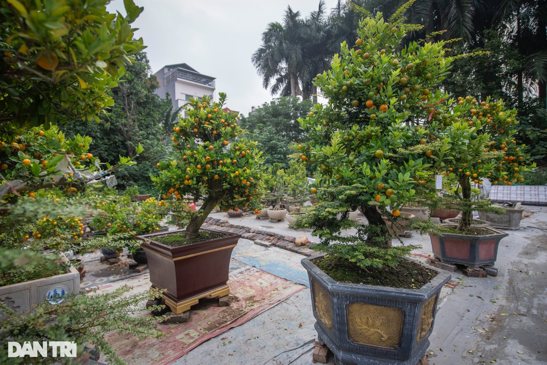 Hanoi garden owner grafts kumquats with strange trees to sell for hundreds of millions of dong during Tet - 4