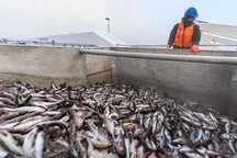 Sau Trung Quốc, tới lượt Nga cấm nhập khẩu hải sản Nhật Bản