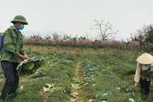 Xót xa cảnh súp lơ nở hoa, cà chua thối rữa đầy đồng giữa tâm dịch Hải Dương