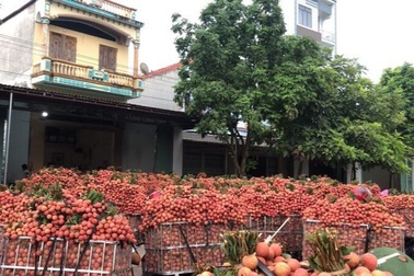 Hàng chục nghìn tấn nông sản ở "điểm nóng" Bắc Giang mòn mỏi chờ hỗ trợ