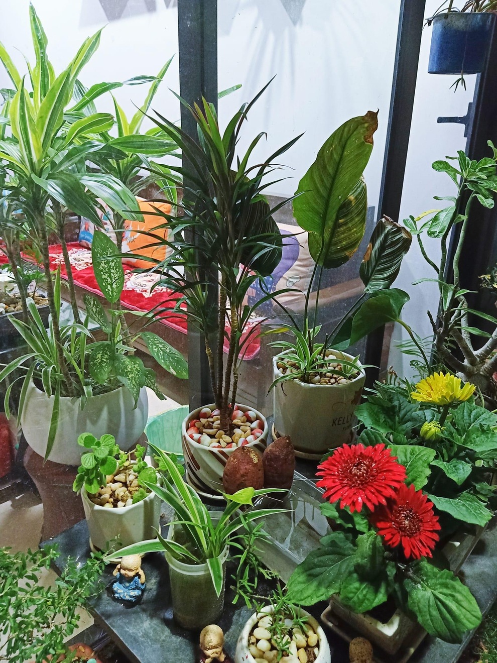 Gia chủ Hà Nội làm khu vườn xanh tốt hơn trăm loài cây ở ban công - 11 Gia chủ Hà Nội làm khu vườn xanh tốt hơn trăm loài cây ở ban công - 11
