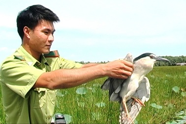 Thả nhiều loài chim quý hiếm vào Vườn Quốc gia Tràm Chim