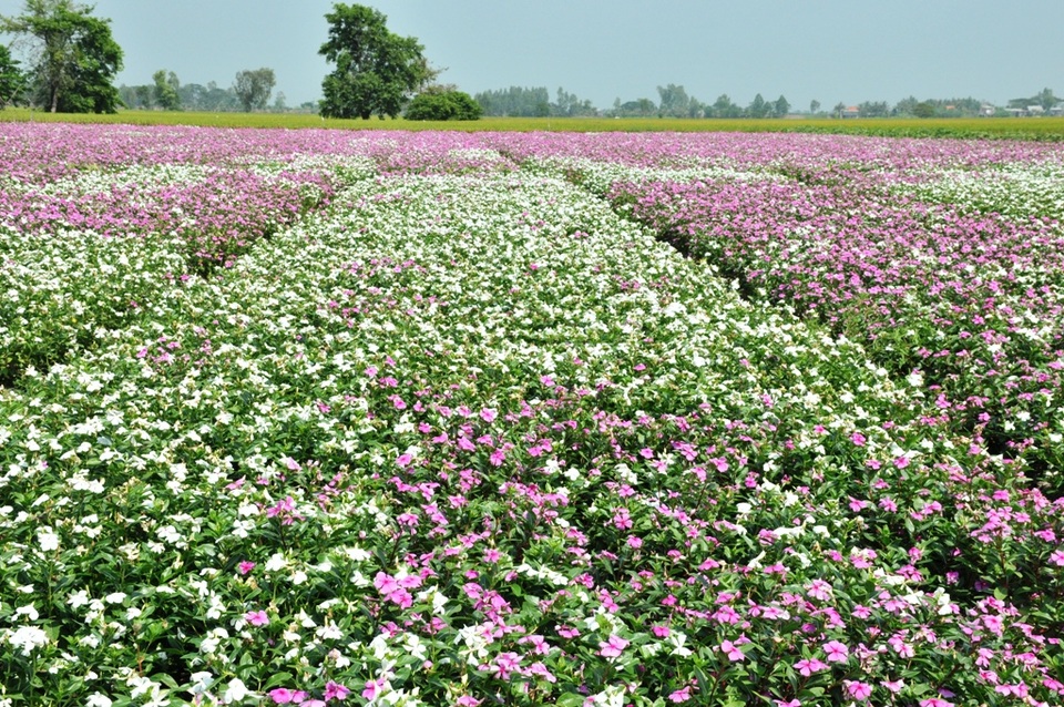Ngất ngây với cánh đồng hoa dừa cạn ở An Giang - 6 Ngất ngây với cánh đồng hoa dừa cạn ở An Giang - 6
