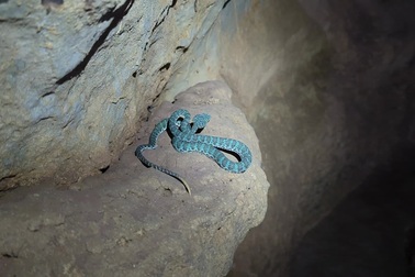 Cận cảnh một cá thể rắn lục Trường Sơn