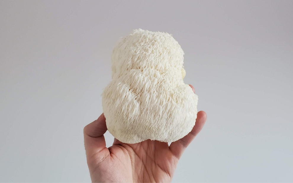 Nấm hầu thủ xào lá mắc mật, món ăn mang hương vị núi rừng - 1 Nấm hầu thủ xào lá mắc mật, món ăn mang hương vị núi rừng - 1