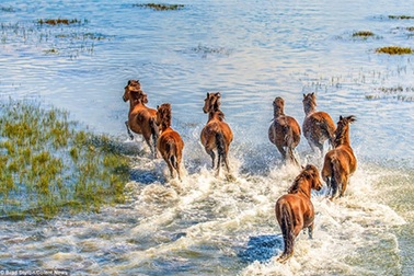 Chùm ảnh ngựa hoang đùa giỡn trên bãi biển