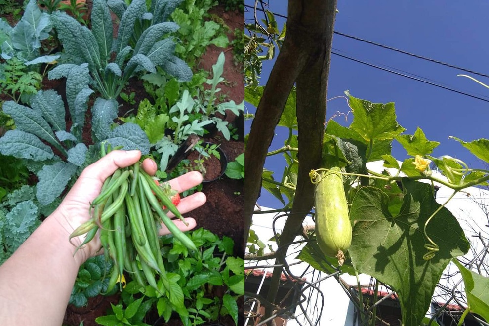 Vườn dược liệu chữa bệnh cho gia đình của mẹ đảm Đắk Nông - 8 Vườn dược liệu chữa bệnh cho gia đình của mẹ đảm Đắk Nông - 8