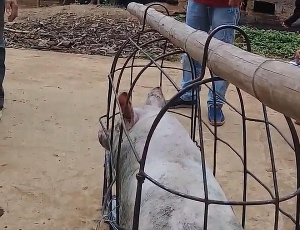 Chỉ cần một động tác nhỏ, thương lái ăn không cả triệu đồng/con lợn của dân - 3 Chỉ cần một động tác nhỏ, thương lái ăn không cả triệu đồng/con lợn của dân - 3