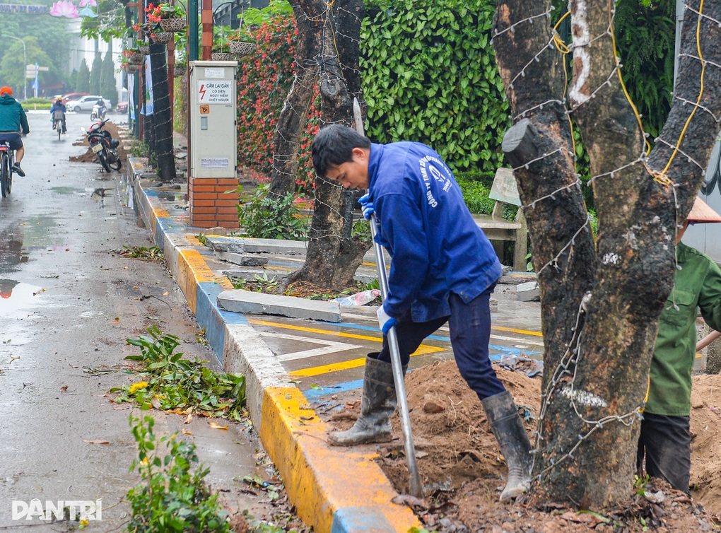 Hà Nội di dời hàng cây nhãn 30 năm tuổi để trồng thay thế cây giáng hương - 3