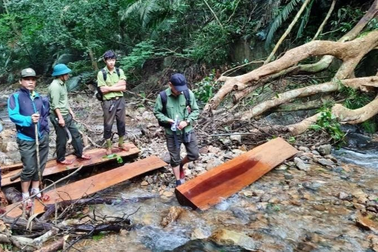 Kỷ luật Giám đốc Khu bảo tồn thiên nhiên để xảy ra phá rừng