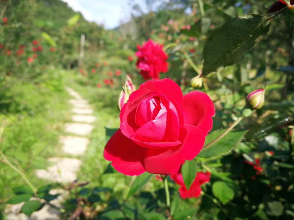 Chủ trại hồng tiếc nuối vì dịch corona ngăn khách đến ngắm mùa hoa đẹp nhất - 15 Chủ trại hồng tiếc nuối vì dịch corona ngăn khách đến ngắm mùa hoa đẹp nhất - 15