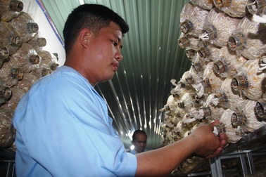 Kỳ lạ: "Rót" 500 triệu đồng, ngồi một chỗ "điều khiển" nấm mọc theo ý muốn