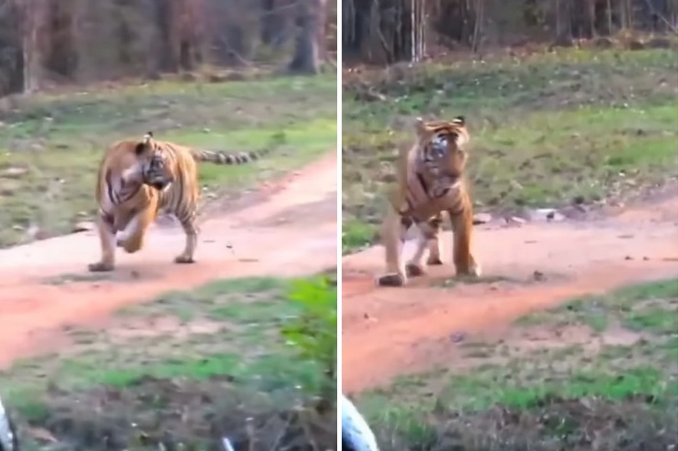 Video thế giới động vật: Chúa sơn lâm bỏ chạy khi gặp đối thủ xứng tầm