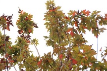 Hàng phong lá đỏ "thất thủ" ở Hà Nội, tiêu tan giấc mộng trời Âu