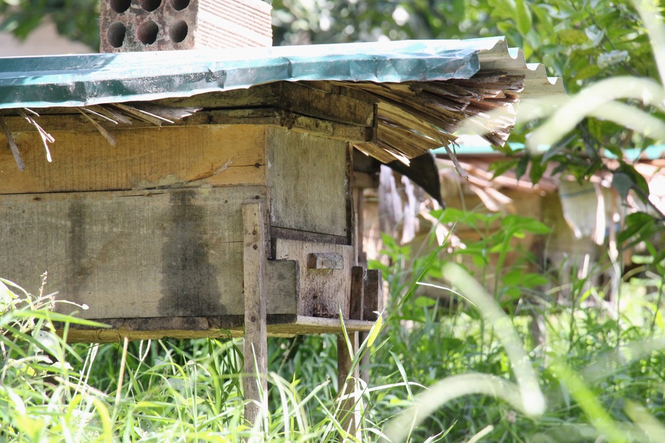 Hà Tĩnh: Làm giàu từ nuôi loài ...ruồi có độc - 3 Hà Tĩnh: Làm giàu từ nuôi loài ...ruồi có độc - 3