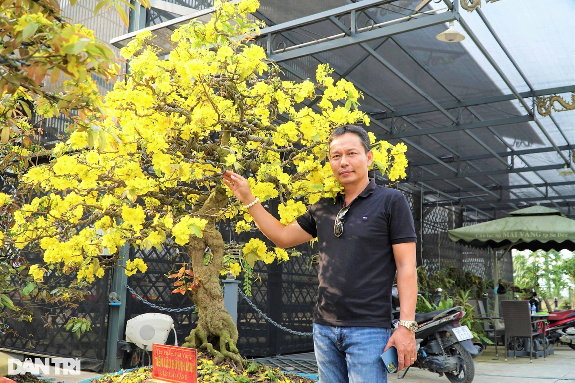 Mục sở thị lão mai dáng xuyên tâm, bông chi chít lập kỷ lục Việt Nam - 1 Mục sở thị lão mai dáng xuyên tâm, bông chi chít lập kỷ lục Việt Nam - 1
