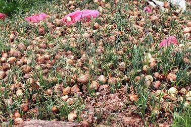 Hàng trăm tấn hành tây đổ bỏ vì hàng Trung Quốc